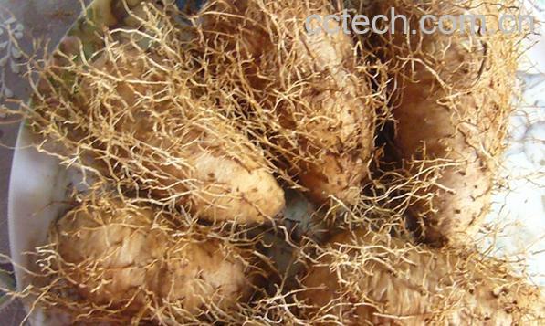 果蔬百科铁蛋山药-0