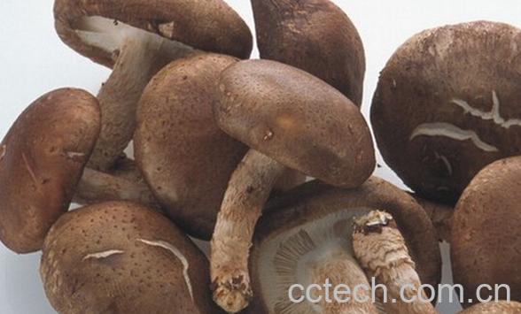 果蔬百科新鲜香菇的保存-0