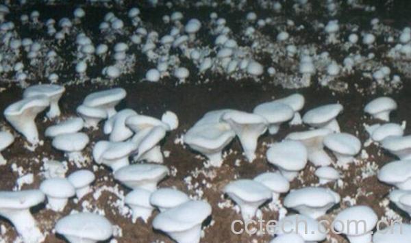 果蔬百科菌种保藏-0