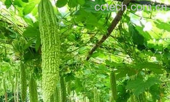 果蔬百科苦瓜种植-0