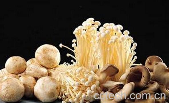 果蔬百科菌类植物-0