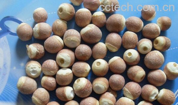 果蔬百科芡实米-0