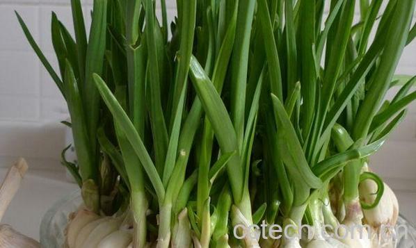 果蔬百科蒜苗和大蒜的区别-0
