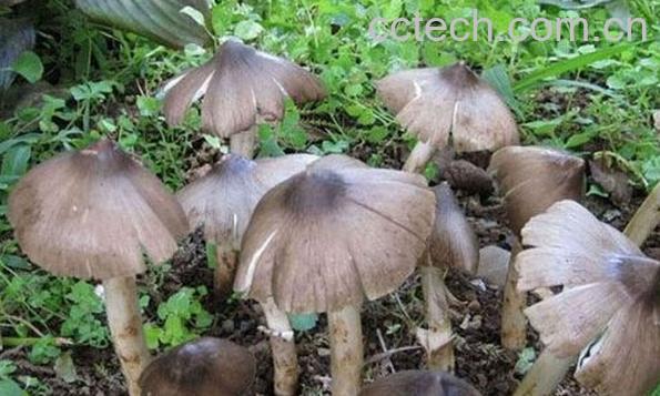 果蔬百科鸡纵菌-0