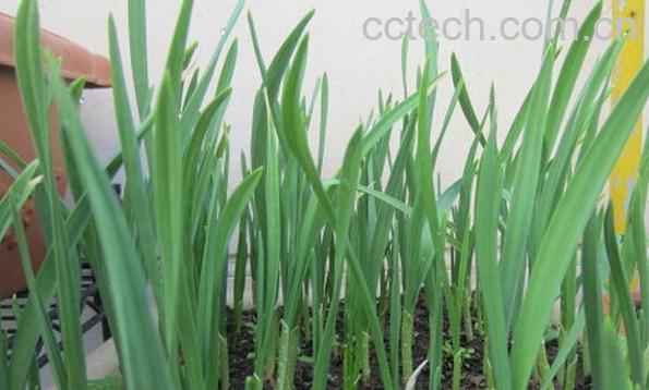 果蔬百科大蒜叶-0