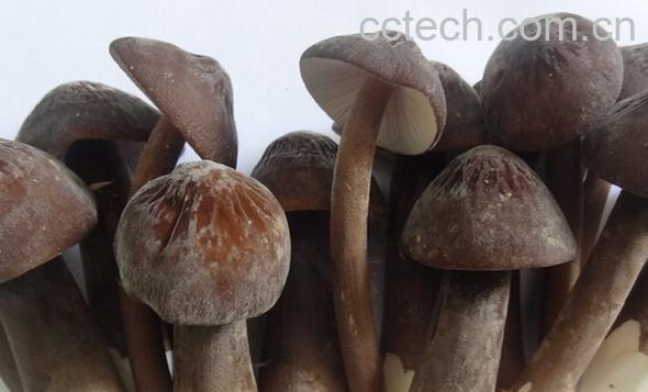 果蔬百科鸡纵菌-0