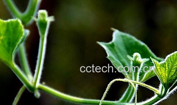 果蔬百科冬瓜藤-0