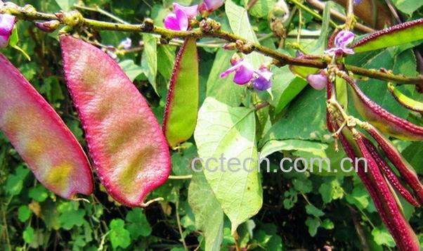 果蔬百科扁豆不能与什么同吃-0