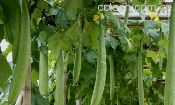 果蔬百科孕妇可以吃丝瓜吗-0