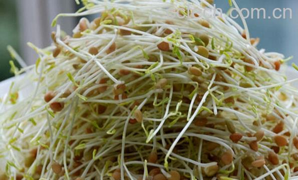 果蔬百科扁豆芽-0