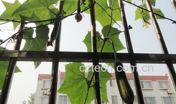 果蔬百科阳台怎么种丝瓜-0