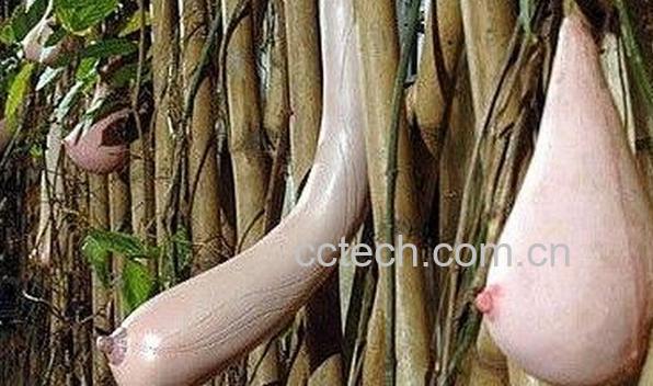 果蔬百科越南神果乳瓜-0