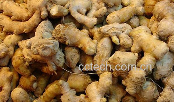 果蔬百科子姜与生姜-0