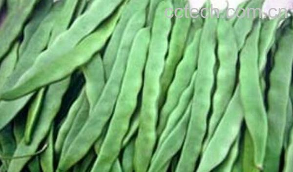 果蔬百科扁豆荚-0