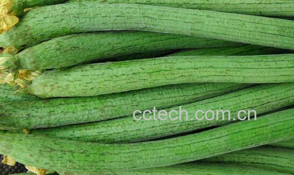 果蔬百科挑选丝瓜-0