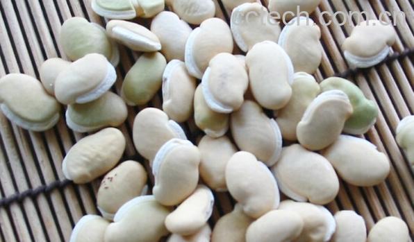 果蔬百科白扁豆-0