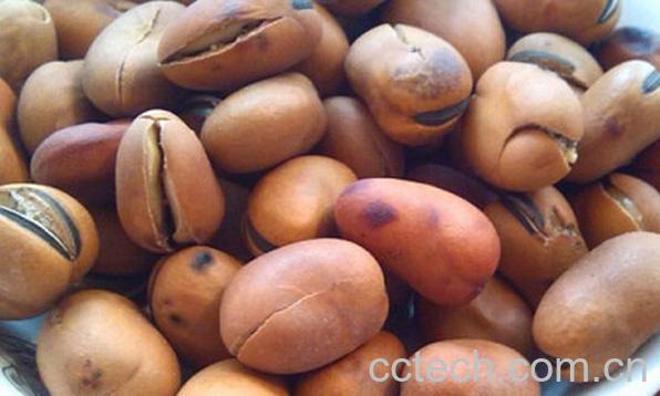 果蔬百科硬蚕豆-0