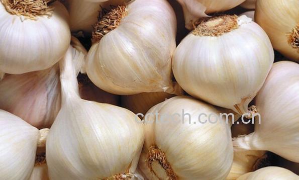 果蔬百科夏天吃大蒜有好处吗-0