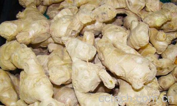 果蔬百科中药生姜-0