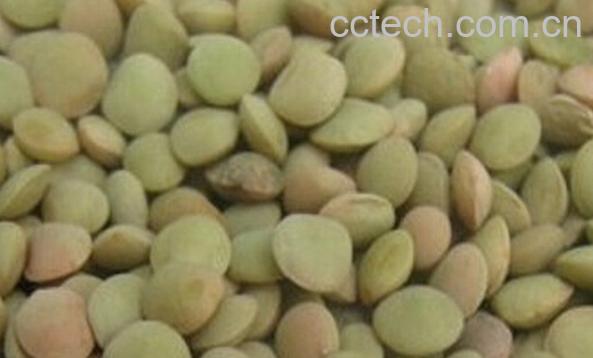 果蔬百科扁豆籽-0