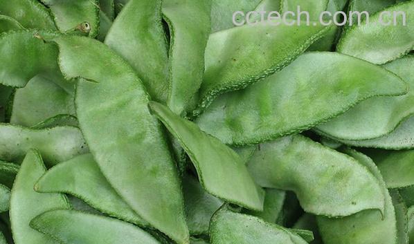 果蔬百科吃扁豆中毒-0