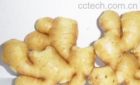 果蔬百科姜汁洗头-0