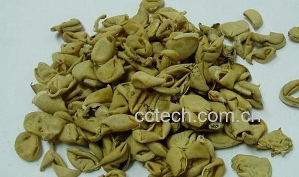 果蔬百科扁豆衣-0