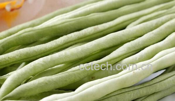 果蔬百科扁豆和四季豆-0