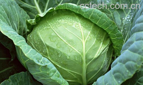 果蔬百科包心菜-0