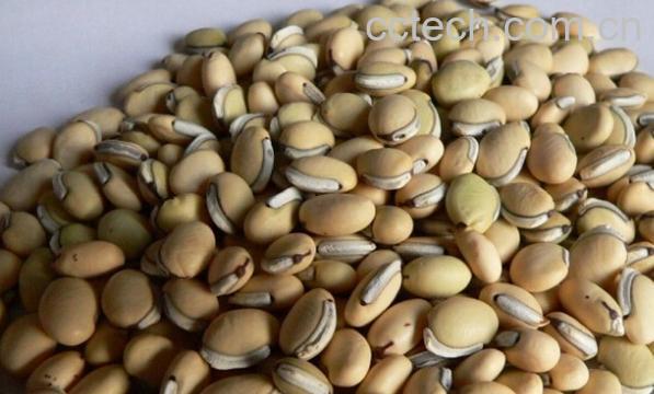 果蔬百科扁豆子-0