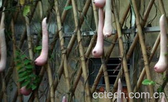 果蔬百科越南乳瓜-0