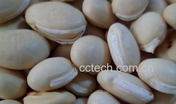 果蔬百科糖尿病人可以吃扁豆吗-0