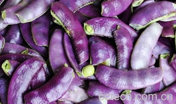 果蔬百科紫色扁豆-0