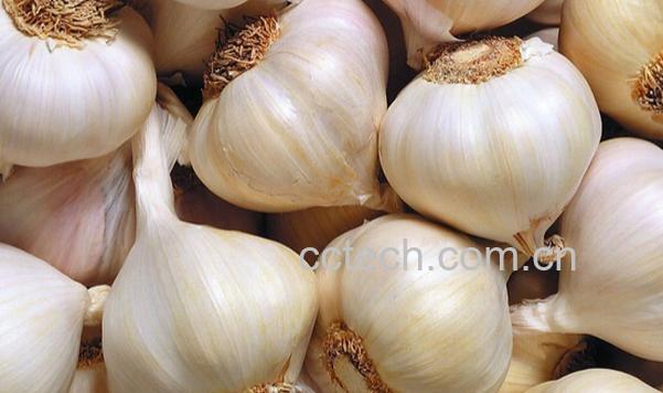 果蔬百科血糖高能吃大蒜吗-0