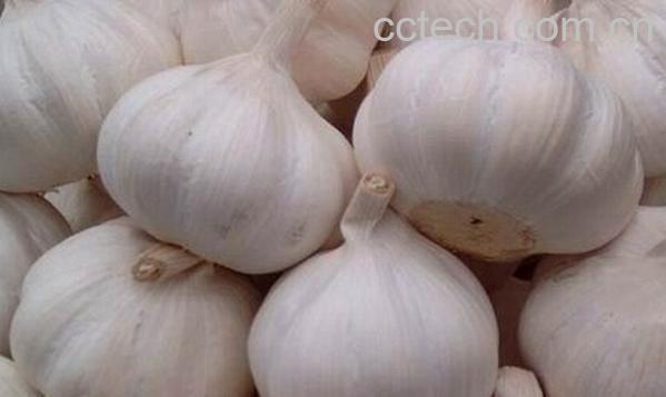 果蔬百科胃溃疡能吃生大蒜吗-0