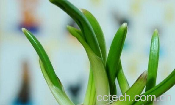 果蔬百科大蒜快发芽-0