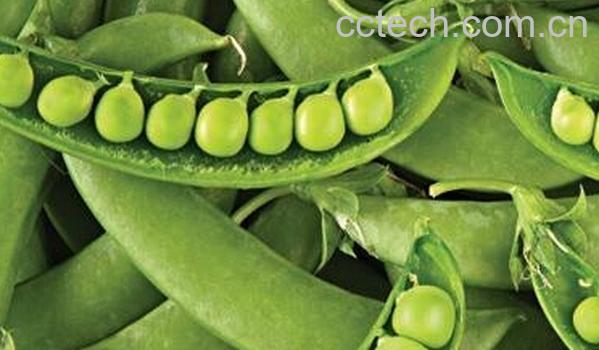 果蔬百科豌豆与扁豆-0