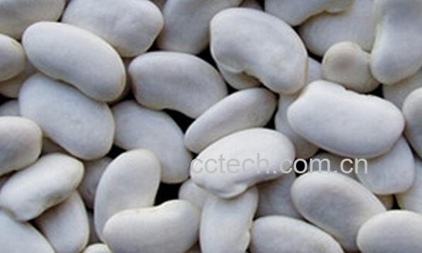 果蔬百科白扁豆-0