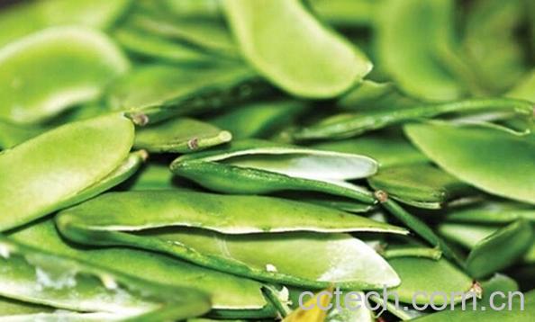 果蔬百科洋扁豆-0
