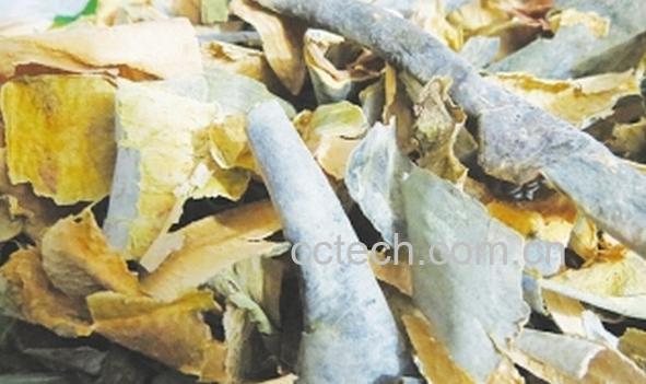 果蔬百科荷叶冬瓜皮-0