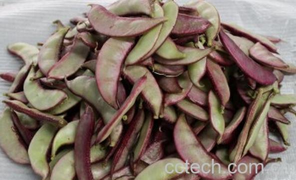 果蔬百科红扁豆-0