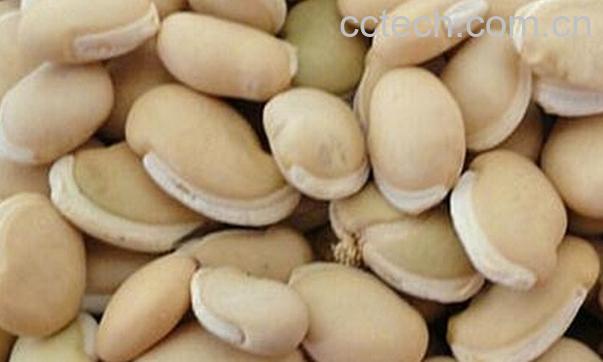 果蔬百科中药白扁豆-0