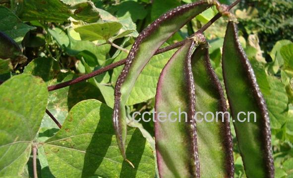 果蔬百科扁豆-0