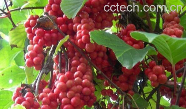 果蔬百科五味子泡大蒜-0