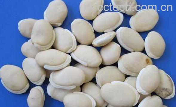 果蔬百科白扁豆-0