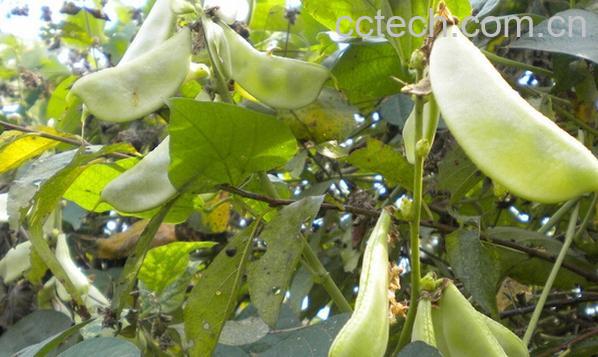 果蔬百科扁豆-0