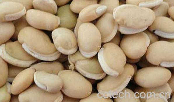 果蔬百科白芸豆和白扁豆的区别-0