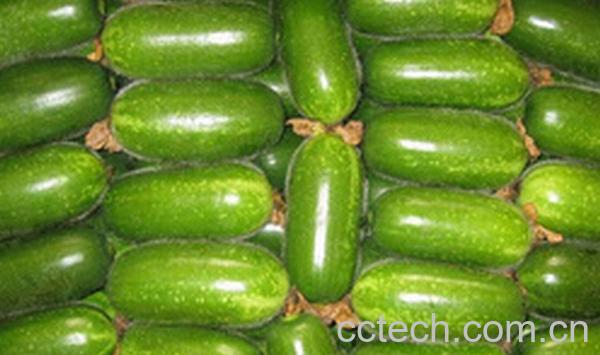 果蔬百科小冬瓜-0