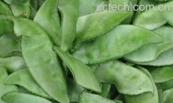 果蔬百科扁豆角-0