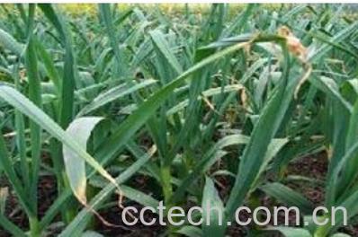 果蔬百科大蒜种植-0